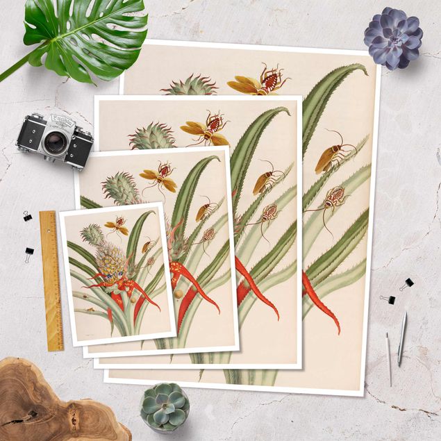 Poster bestellen Anna Maria Sibylla Merian - Ananas mit Insekten