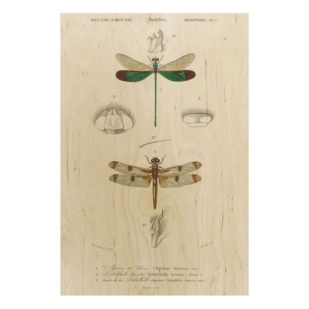 Vintage Bilder Holz Vintage Lehrtafel Libellen