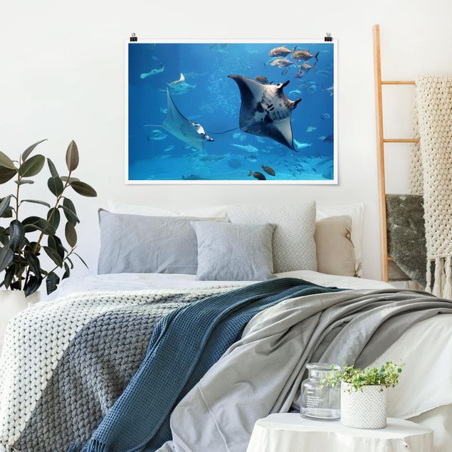 Wandbilder Fische Manta Ray