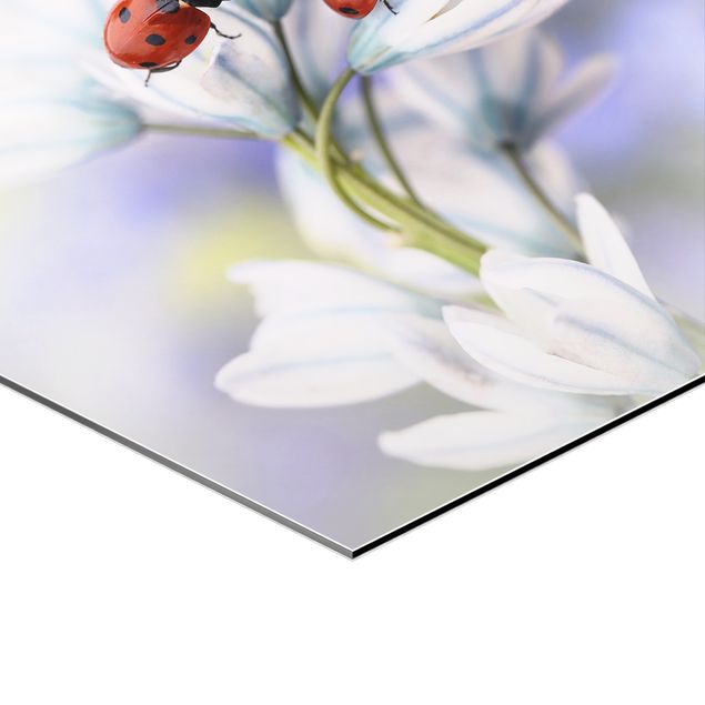 Bilder Marienkäfer auf Blüten