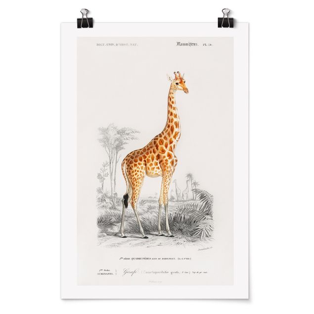 Tiere Poster Vintage Lehrtafel Giraffe