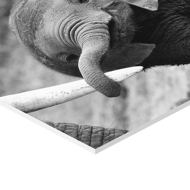 Hexagon Bilder Elefantenbaby