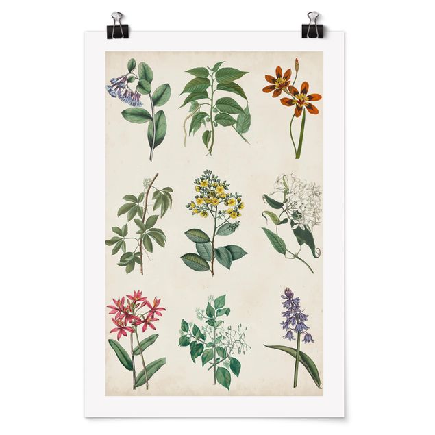 Wandbilder Blumen Botanische Schautafel I