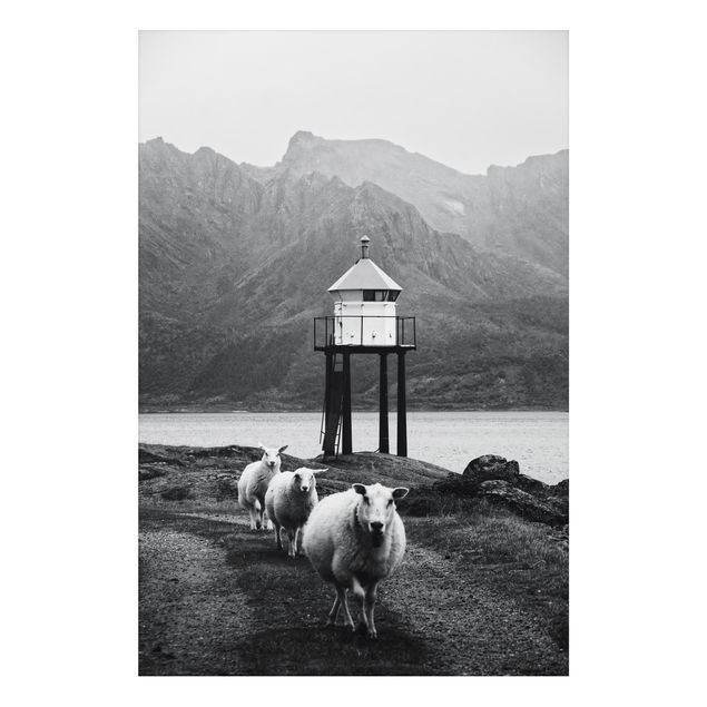 Wandbilder Modern Drei Schafe auf den Lofoten