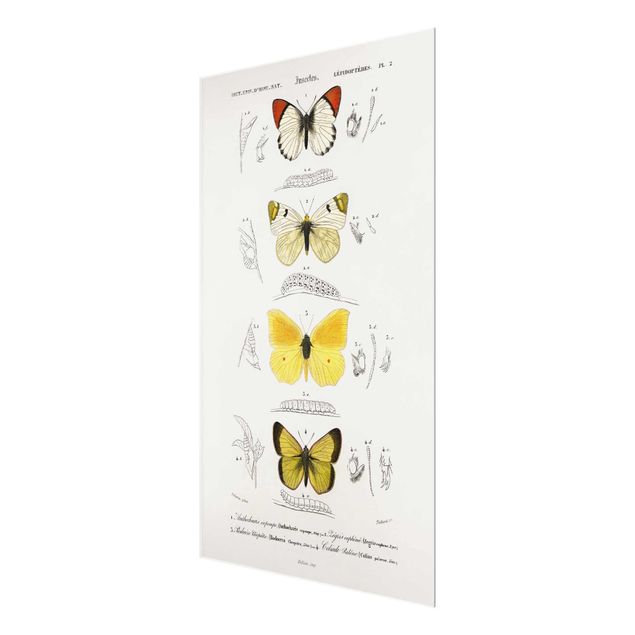 Wandbilder Gelb Vintage Lehrtafel Schmetterlinge II
