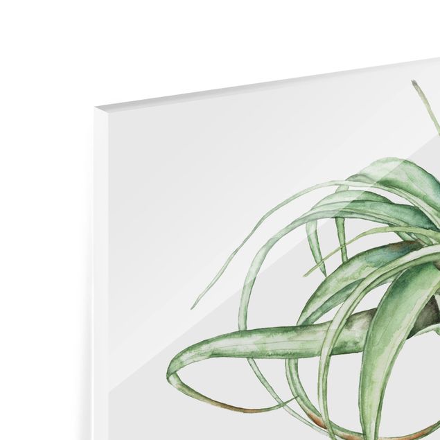 Spritzschutz Glas - Luftpflanze Aquarell I - Querformat - 3:2
