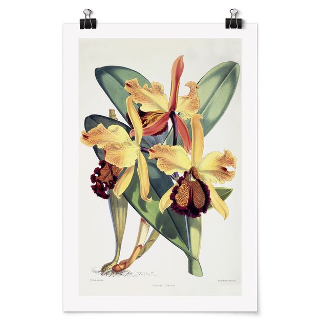 Poster Kunstdruck Walter Hood Fitch - Orchidee