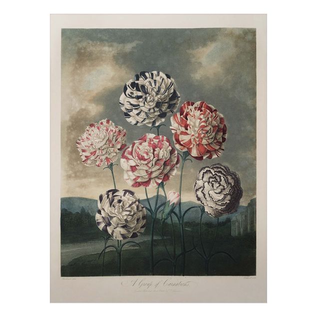 Wandbilder Floral Botanik Vintage Illustration Blaue und rote Nelken