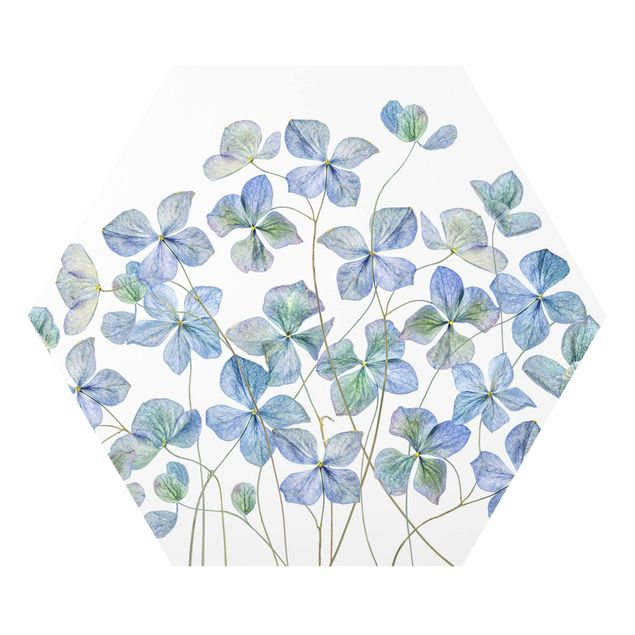 Bilder auf Hartschaumplatte Blaue Hortensienblüten