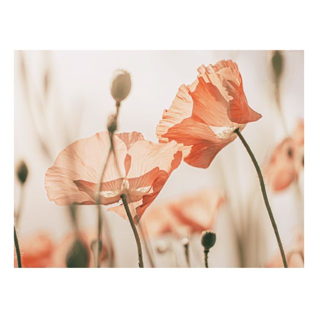Monika Strigel Bilder Mohnblüten im Sommerwind