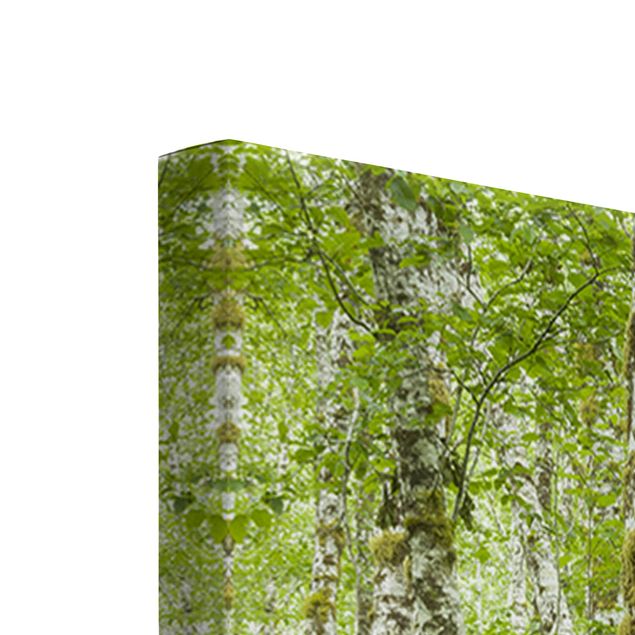 Wandbilder Grün Hoh Rainforest Olympic National Park