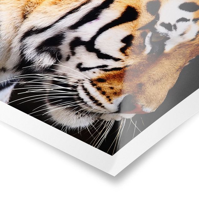 Wandbilder Tiere Tiger Schönheit