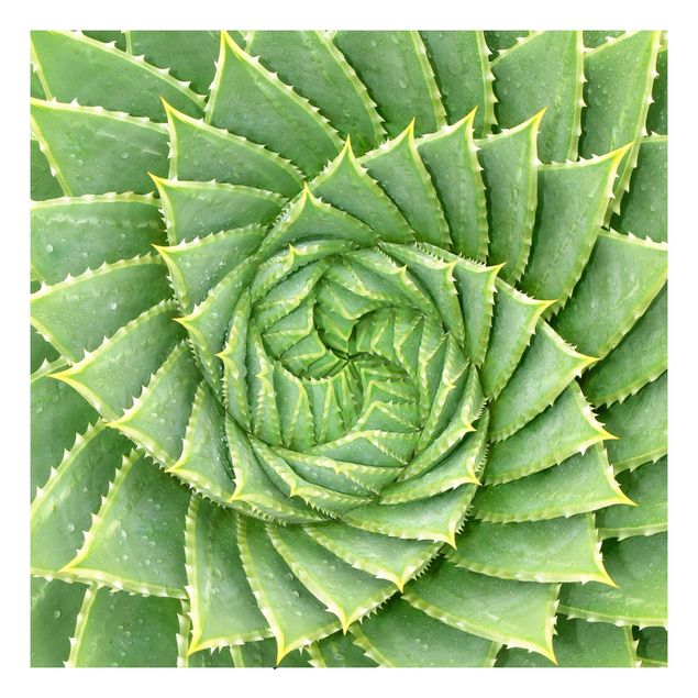 selbstklebende Folie Muster Spiral Aloe