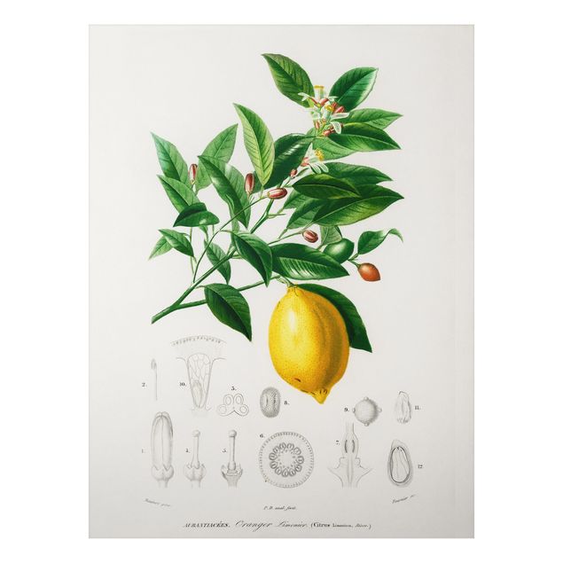 Wandbilder Früchte Botanik Vintage Illustration Zitrone