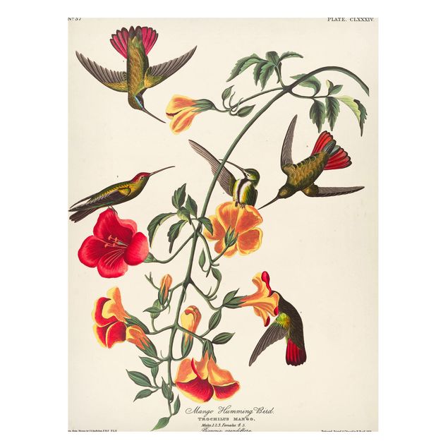 Magnettafel Blume Vintage Lehrtafel Mango Kolibris