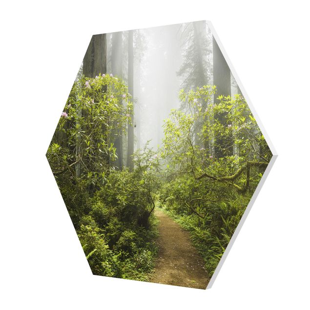 Bilder auf Hartschaumplatte Nebliger Waldpfad