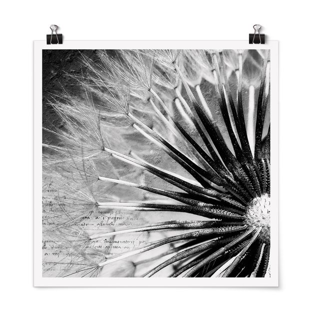 Poster mit Blumen Pusteblume Schwarz & Weiß