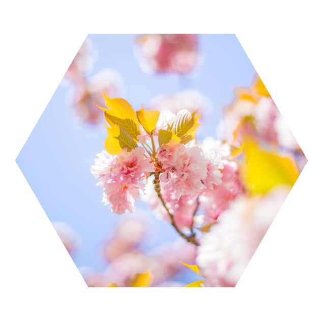 Fototapete Farbenfrohe Kirschblüten