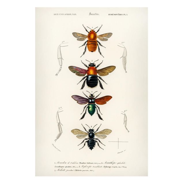 Magnettafeln Tiere Vintage Lehrtafel Insekten