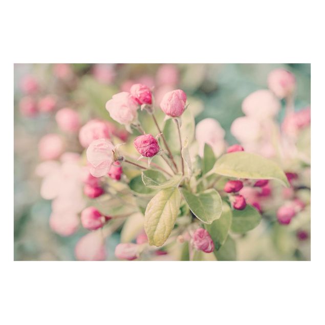 Magnettafel Blume Apfelblüte Bokeh rosa