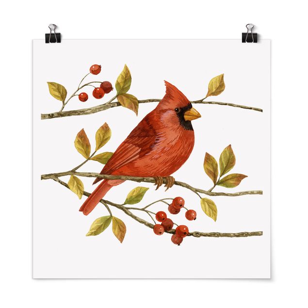 Poster Tiere Vögel und Beeren - Rotkardinal