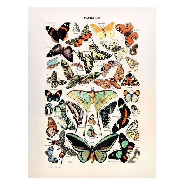Wandbilder Schmetterlinge Vintage Lehrtafel Schmetterlinge und Falter