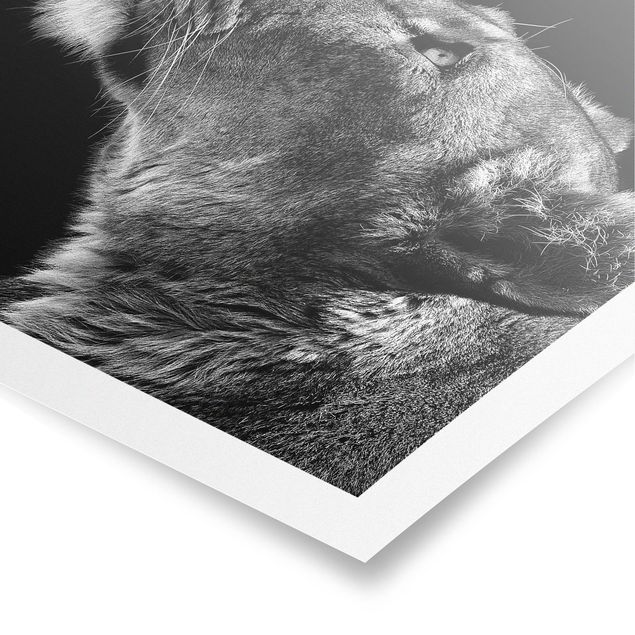Poster Tiere Portrait einer Löwin