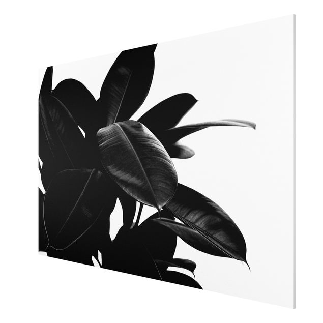 Wandbilder Blumen Gummibaum Blätter Schwarz Weiß