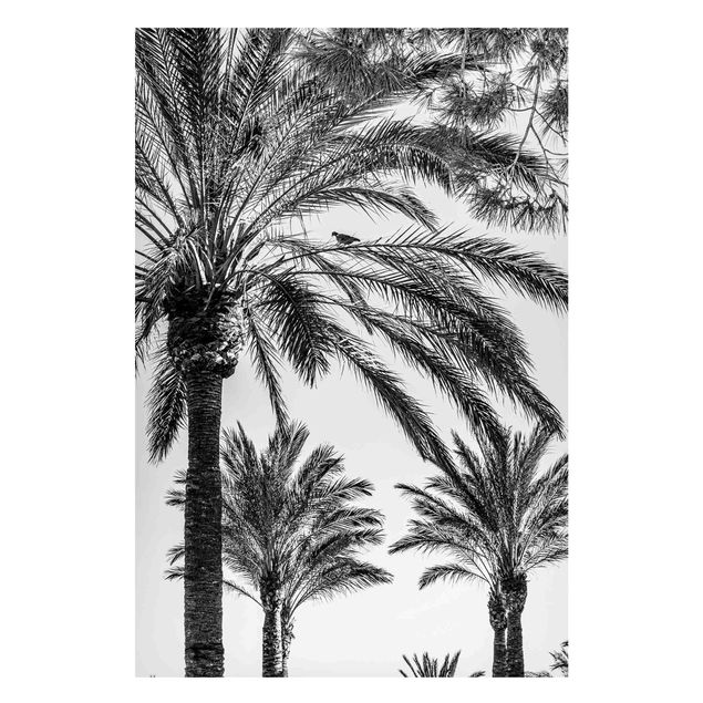 Wandbilder Landschaften Palmen im Sonnenuntergang Schwarz-Weiß
