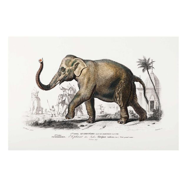 Glasbilder Tiere Vintage Lehrtafel Elefant