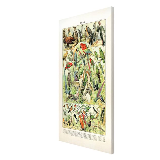 Wandbilder Floral Vintage Lehrtafel Vögel