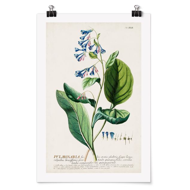 Wandbilder Floral Vintage Botanik Illustration Lungenkraut