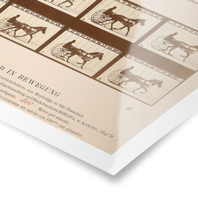 Poster Tiere Eadweard Muybridge - Das Pferd in Bewegung