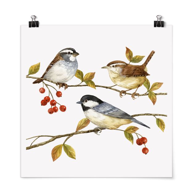 Tiere Poster Vögel und Beeren - Meisen