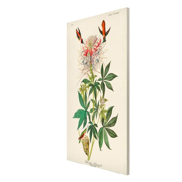 Wandbilder Floral Vintage Lehrtafel Allenkolibris