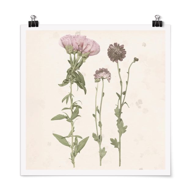 Wandbilder Floral Herbarium in rosa III