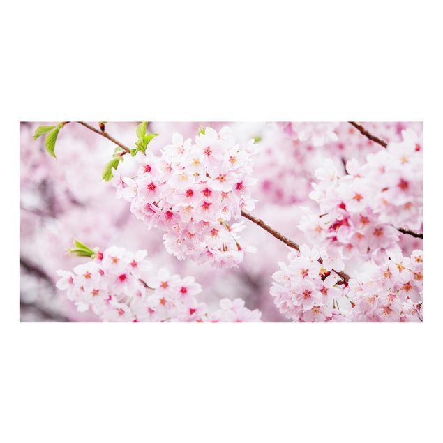 Spritzschutz Glas - Japanische Kirschblüten - Querformat 2:1