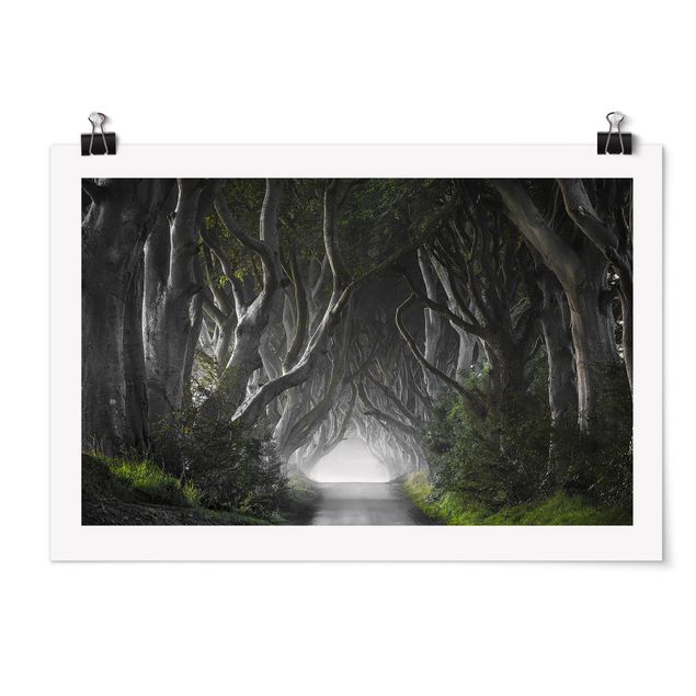 Wandbilder 3D Wald in Nordirland