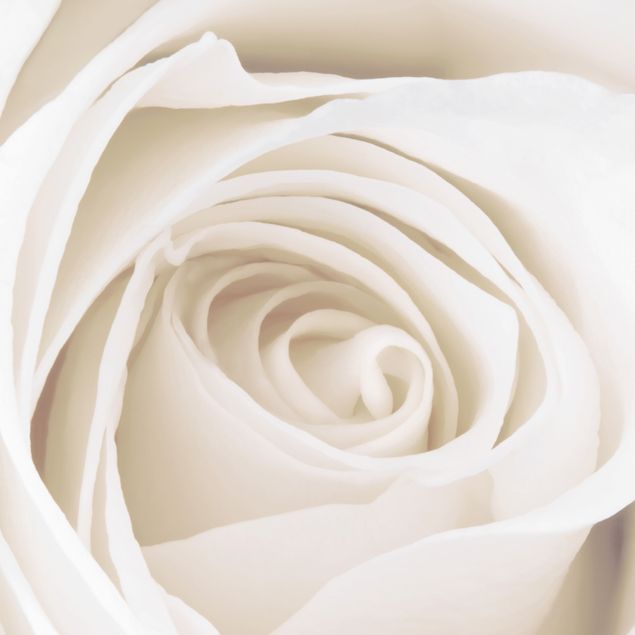 selbstklebende Klebefolie Pretty White Rose