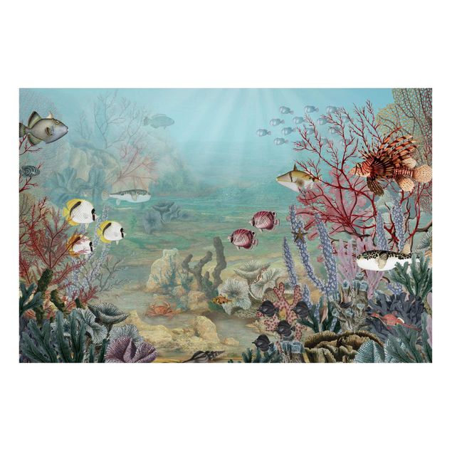 Wandbilder Fische Fernblick im Korallenriff