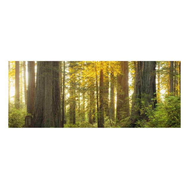 Wandbilder Natur Redwood National Park