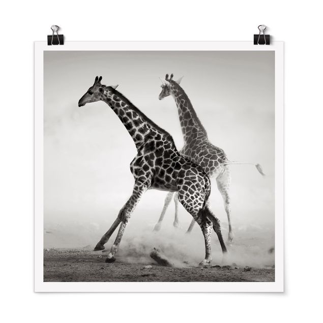 Poster schwarz-weiß Giraffenjagd