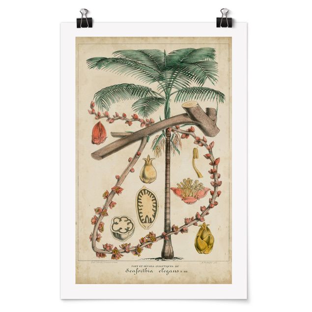 Wandbilder Floral Vintage Lehrtafel Exotische palmen II