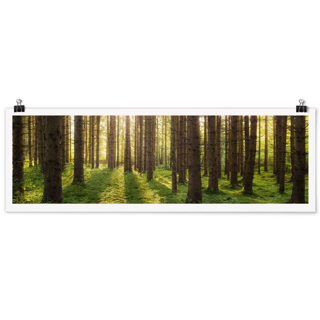 Poster Natur Sonnenstrahlen in grünem Wald