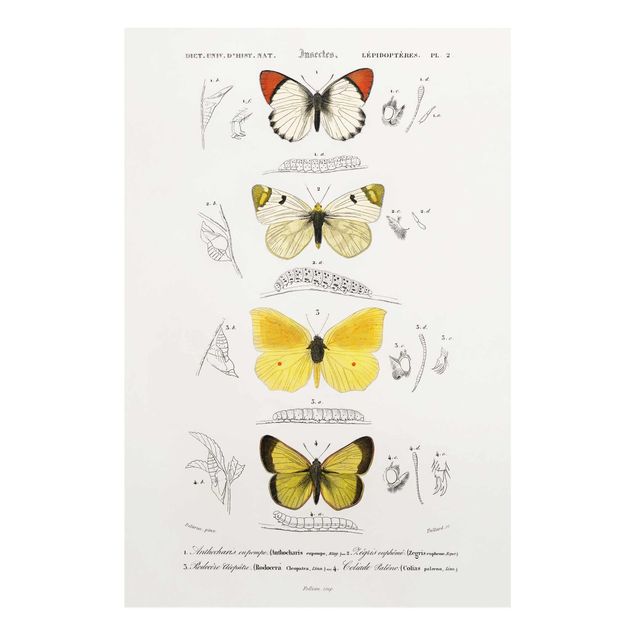 Wandbilder Vintage Vintage Lehrtafel Schmetterlinge II