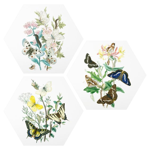 Wandbilder Blumen Britische Schmetterlinge Set I