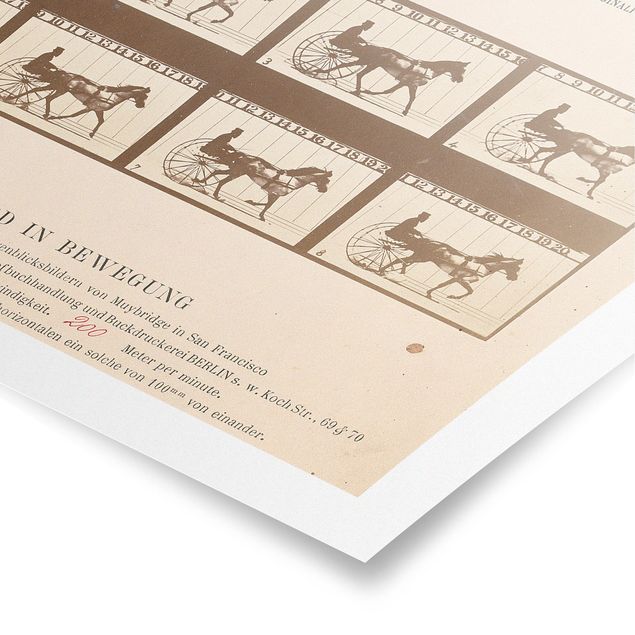 Poster Vintage Eadweard Muybridge - Das Pferd in Bewegung