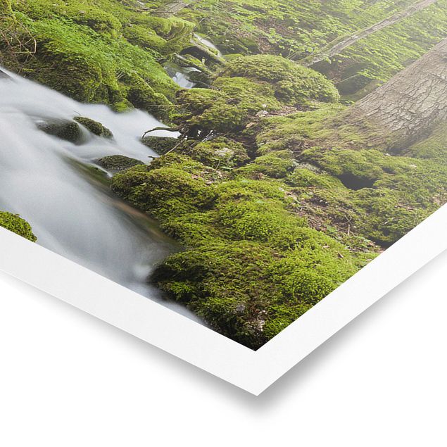 Poster Naturbilder Moosbedeckte Steine Schweiz