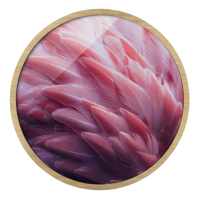 schöne Bilder Flamingofedern Close-up
