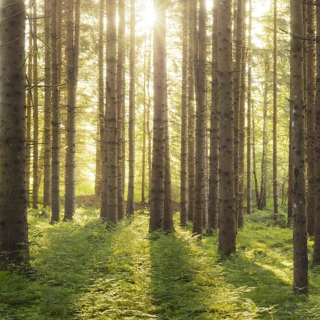 Rainer Mirau Kunstdrucke Sonnenstrahlen im Grünem Wald
